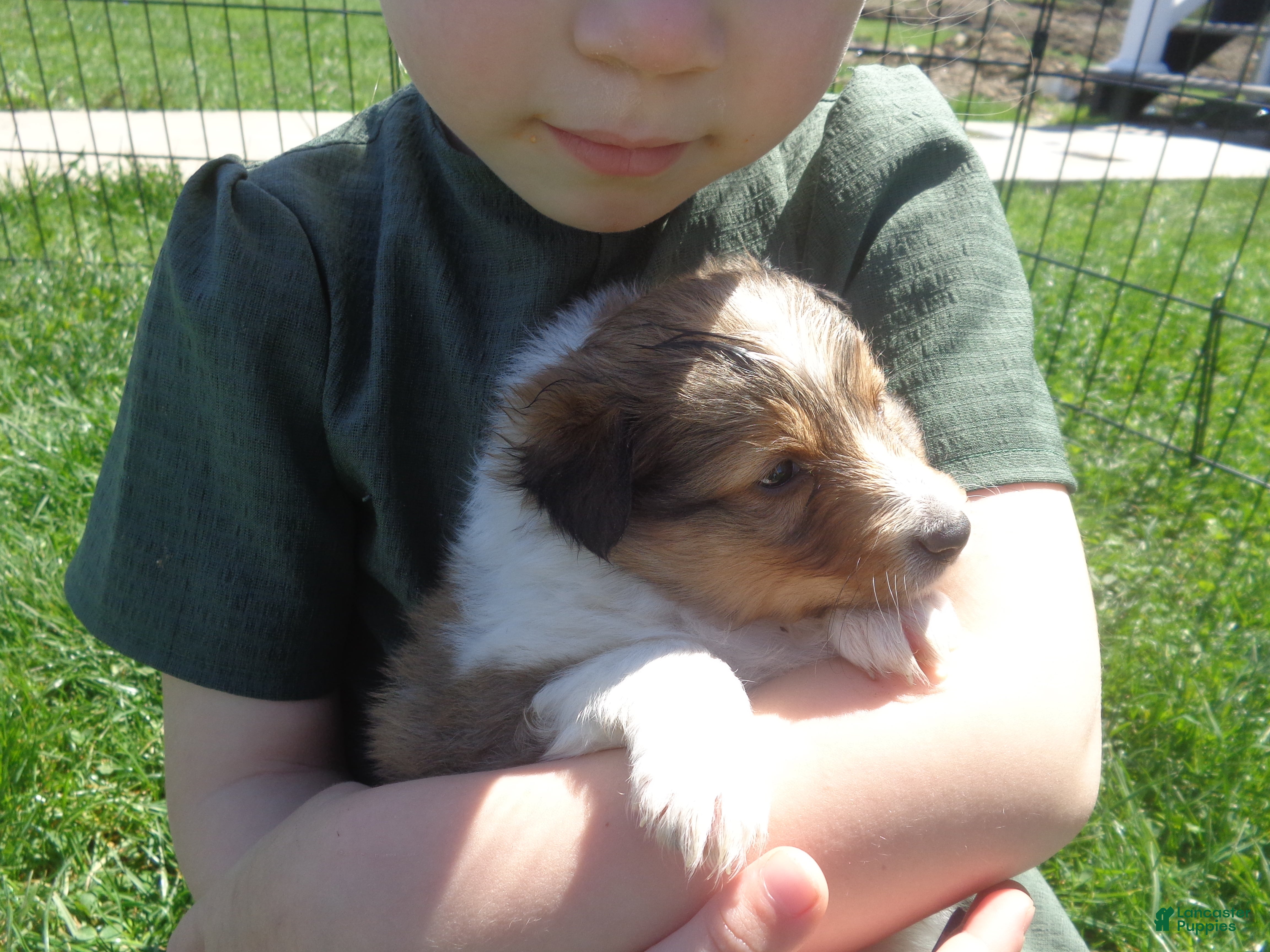 Shetland Sheepdog dogs Shetland Sheepdog Puppy 3 - Ad 2