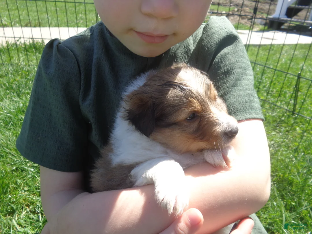 Shetland Sheepdog dogs for sale: Shetland Sheepdog Puppy 3 - Ad 2