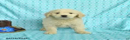 Goldendoodle dogs for sale: Max - Ad 4