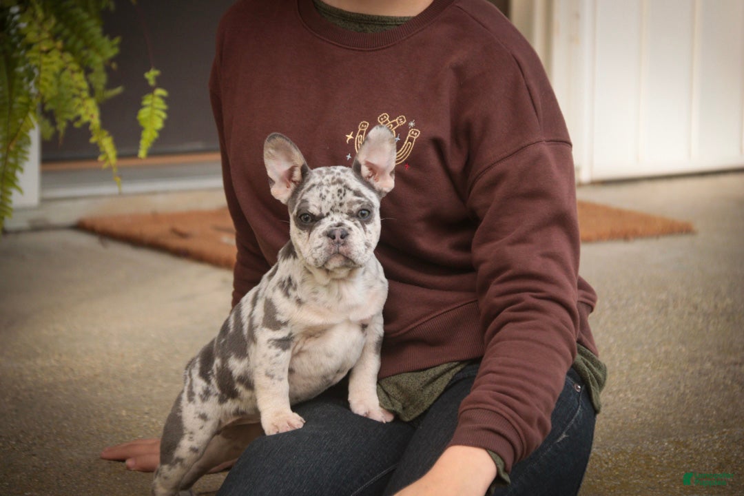 French Bulldog dogs for sale: Sawyer French Bulldog  - Ad 2