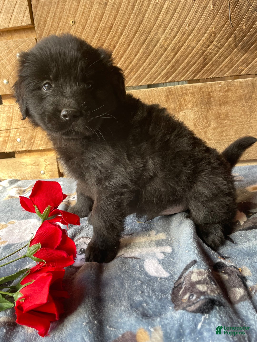 Mixed Breed dogs for sale: Cosmo - Ad 3