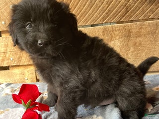 Mixed Breed dogs Cosmo - Ad 38