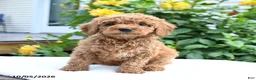 Mini Goldendoodle dogs for sale: Lydia - Ad 7