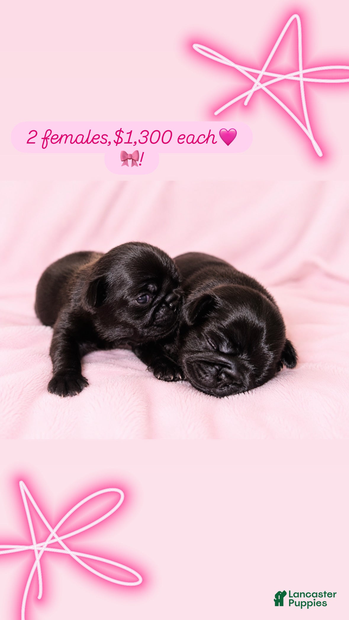 Pug dogs  4 - Ad 15