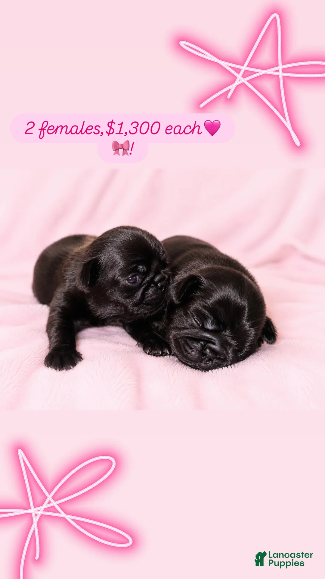 Pug dogs for sale:  4 - Ad 1