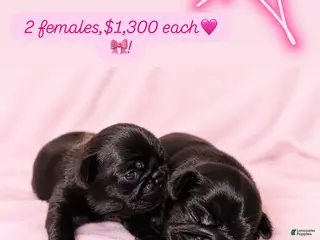 Pug dogs 4 - Ad 15