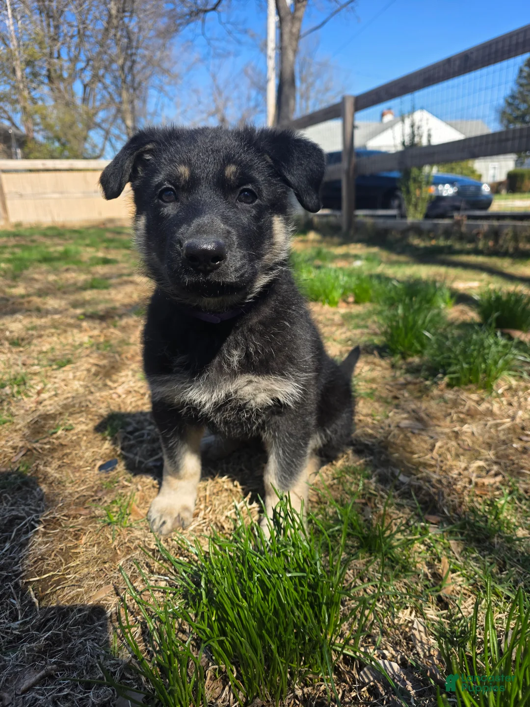 German Shepherd dogs for sale: Joanna  - Ad 2