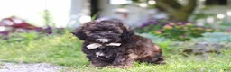 Shihpoo dogs for sale: Tyler - Ad 4