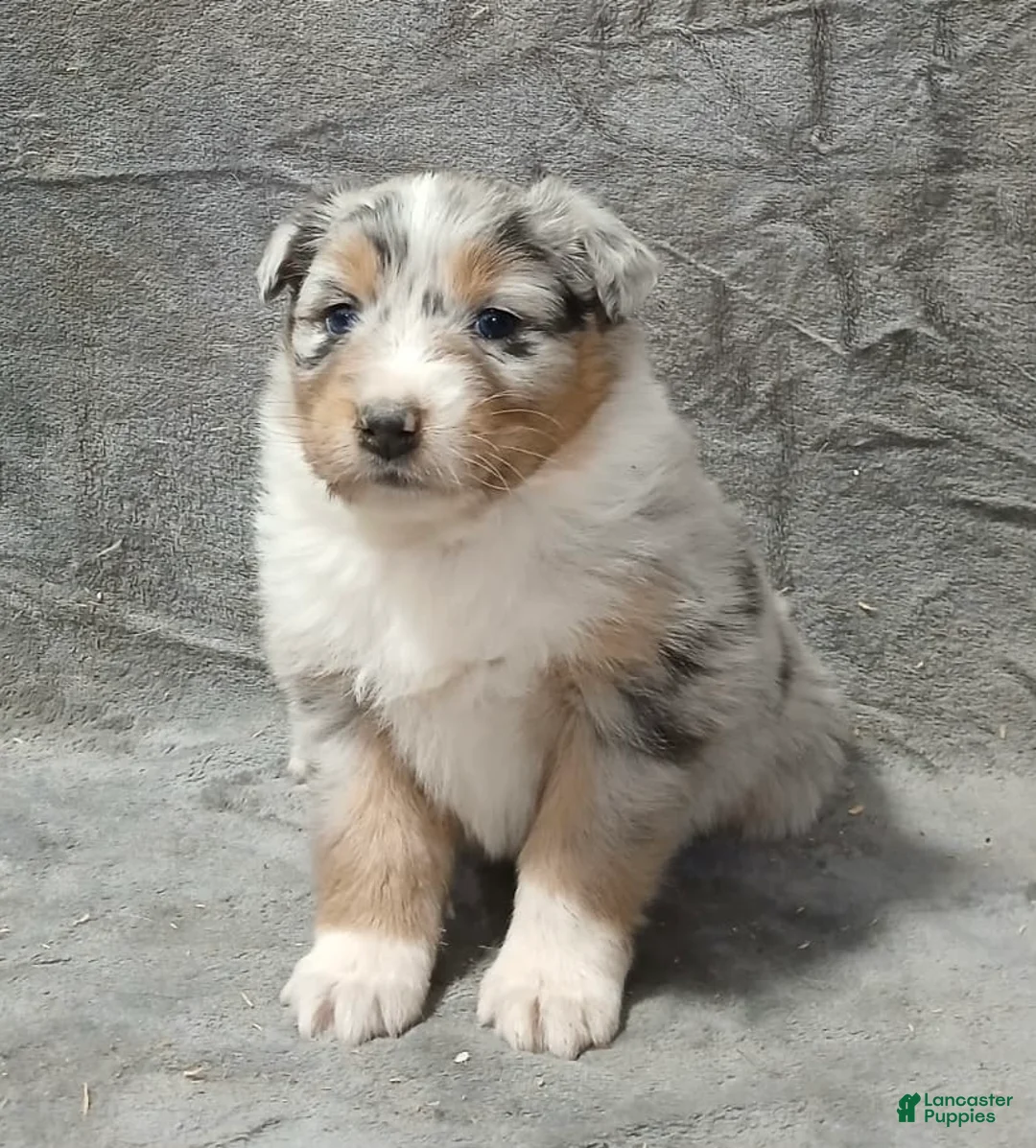 Australian Shepherd dogs for sale: Flynn - Ad 18
