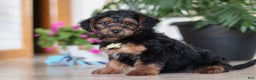 Yorkiepoo dogs for sale: Jaden - Ad 3