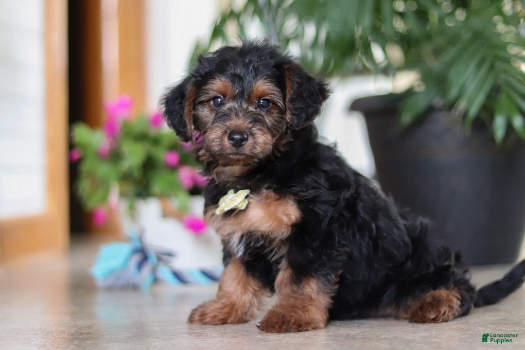 Yorkiepoo dogs for sale: Jaden - Ad 3