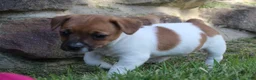 Jack Russell Terrier dogs for sale: Luna - Ad 4