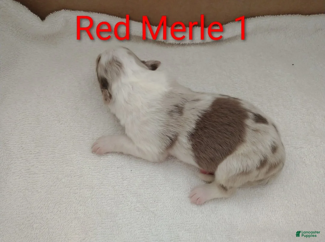 Border Collie dogs for sale: Border Collie 6 - Ad 2