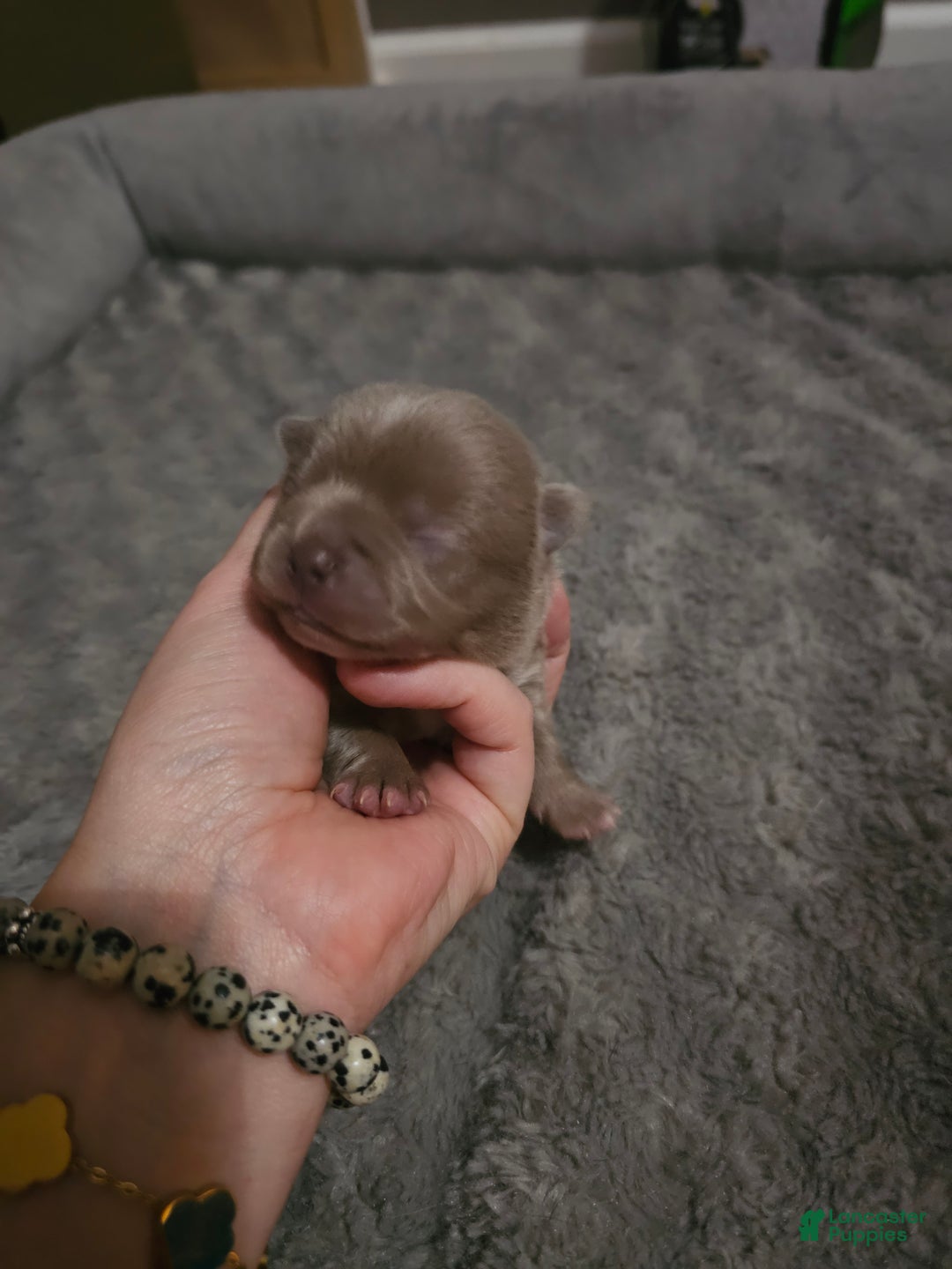 Mixed Breed dogs for sale: Mixed Breed Puppy 6 - Ad 1