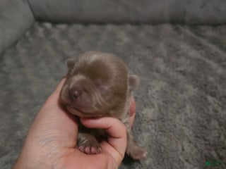 Mixed Breed dogs Mixed Breed Puppy 6 - Ad 8