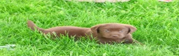 Labrador Retriever dogs for sale: Myra  - Ad 2