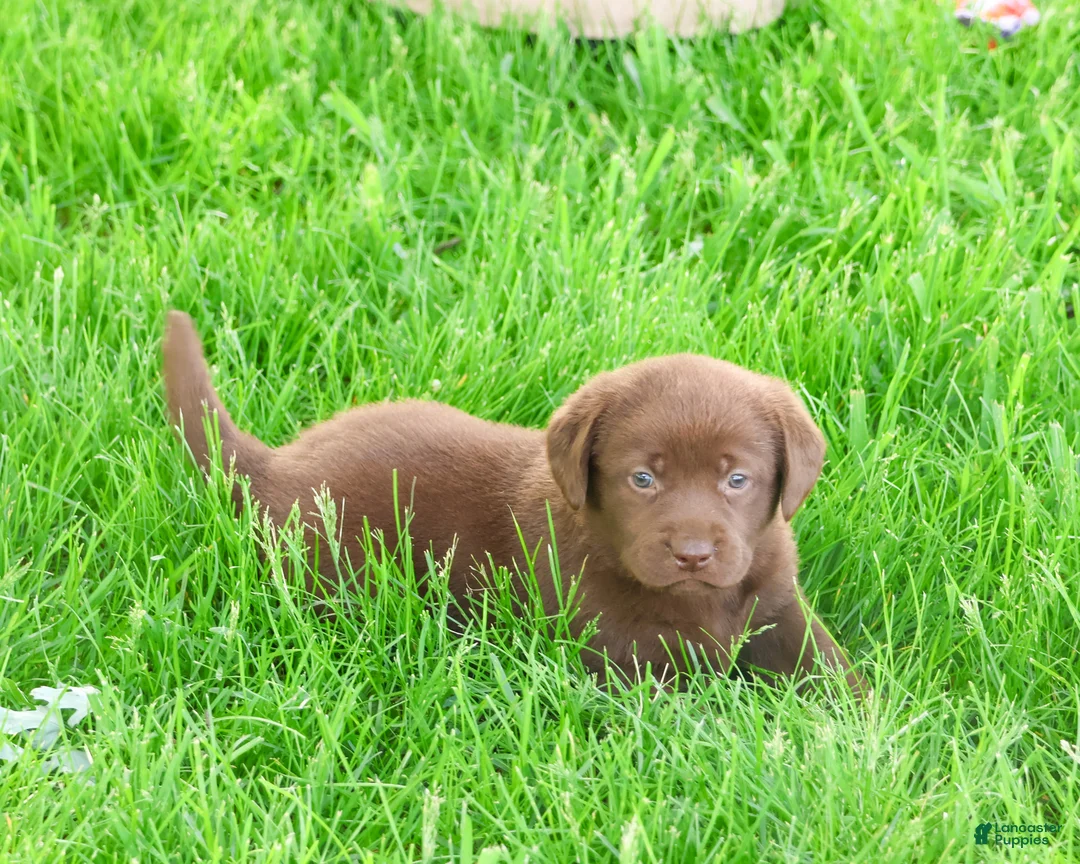 Labrador Retriever dogs for sale: Myra  - Ad 2