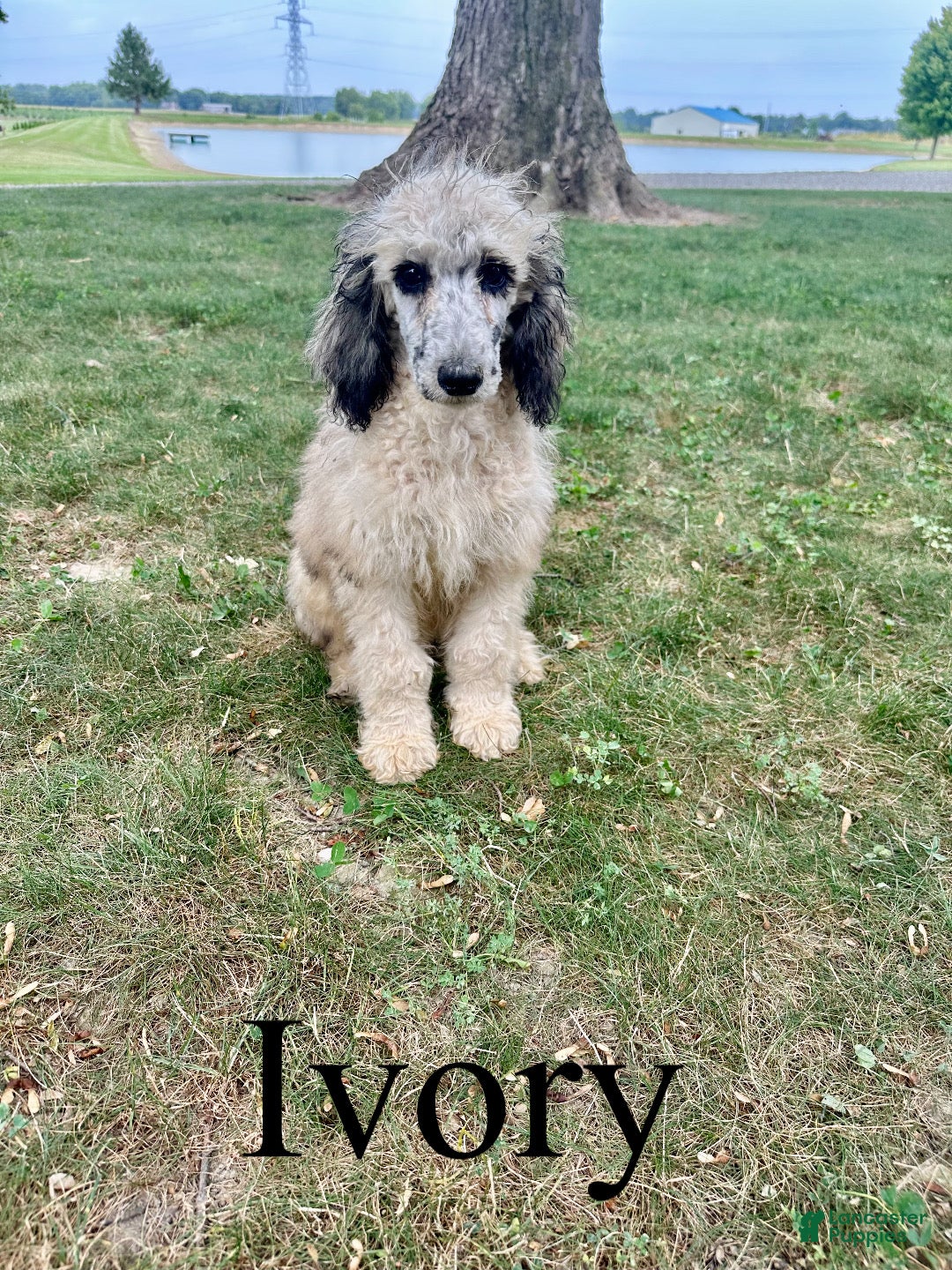 Standard Poodle dogs Ivory  - Ad 1