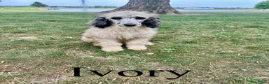 Ivory 