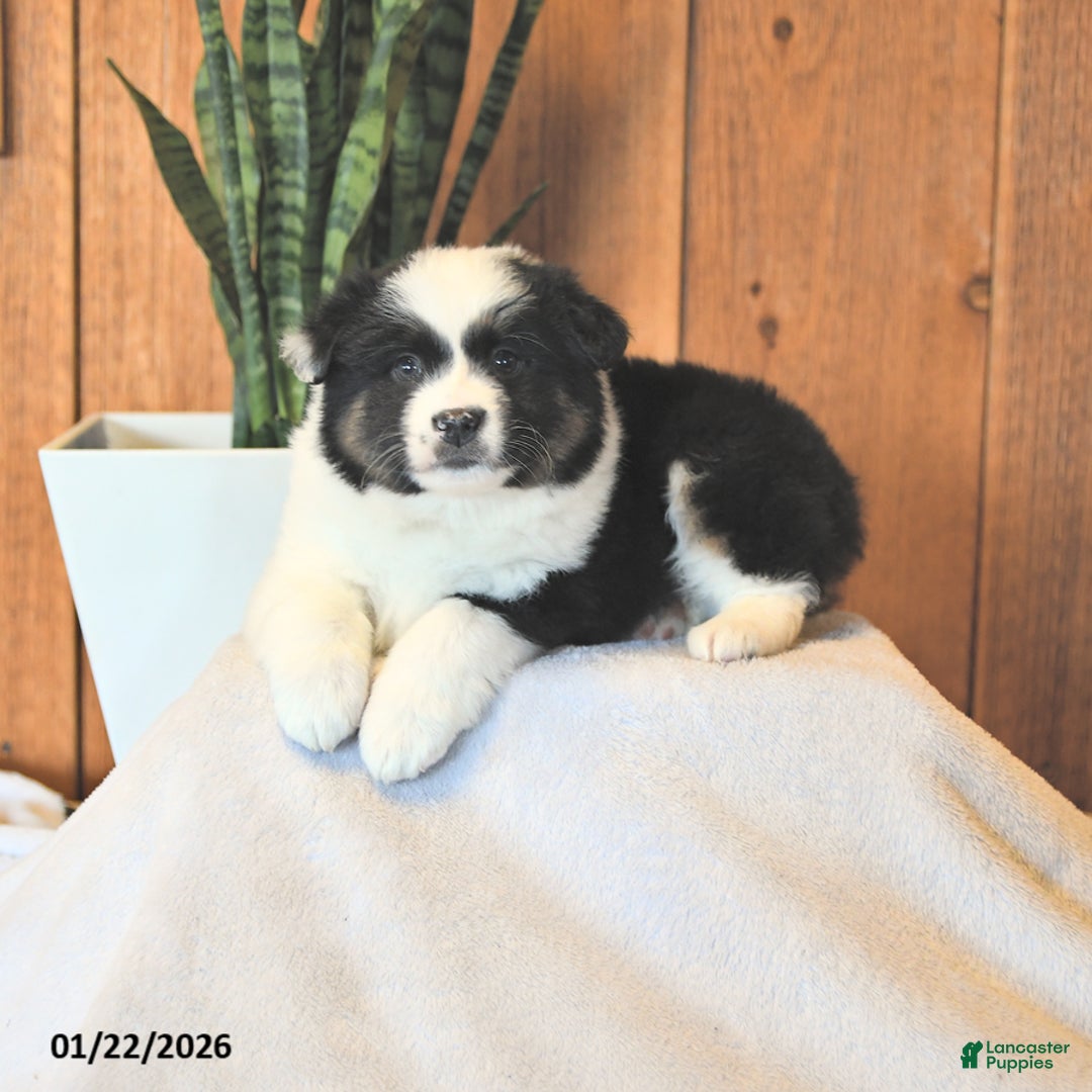 Miniature Australian Shepherd dogs for sale: Logan - Ad 4