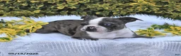 Boston Terrier dogs for sale: Brooklyn - Ad 8