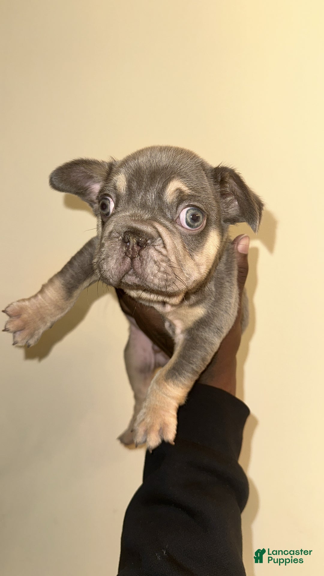French Bulldog dogs for sale: French Bulldog Puppy 1 - Ad 2