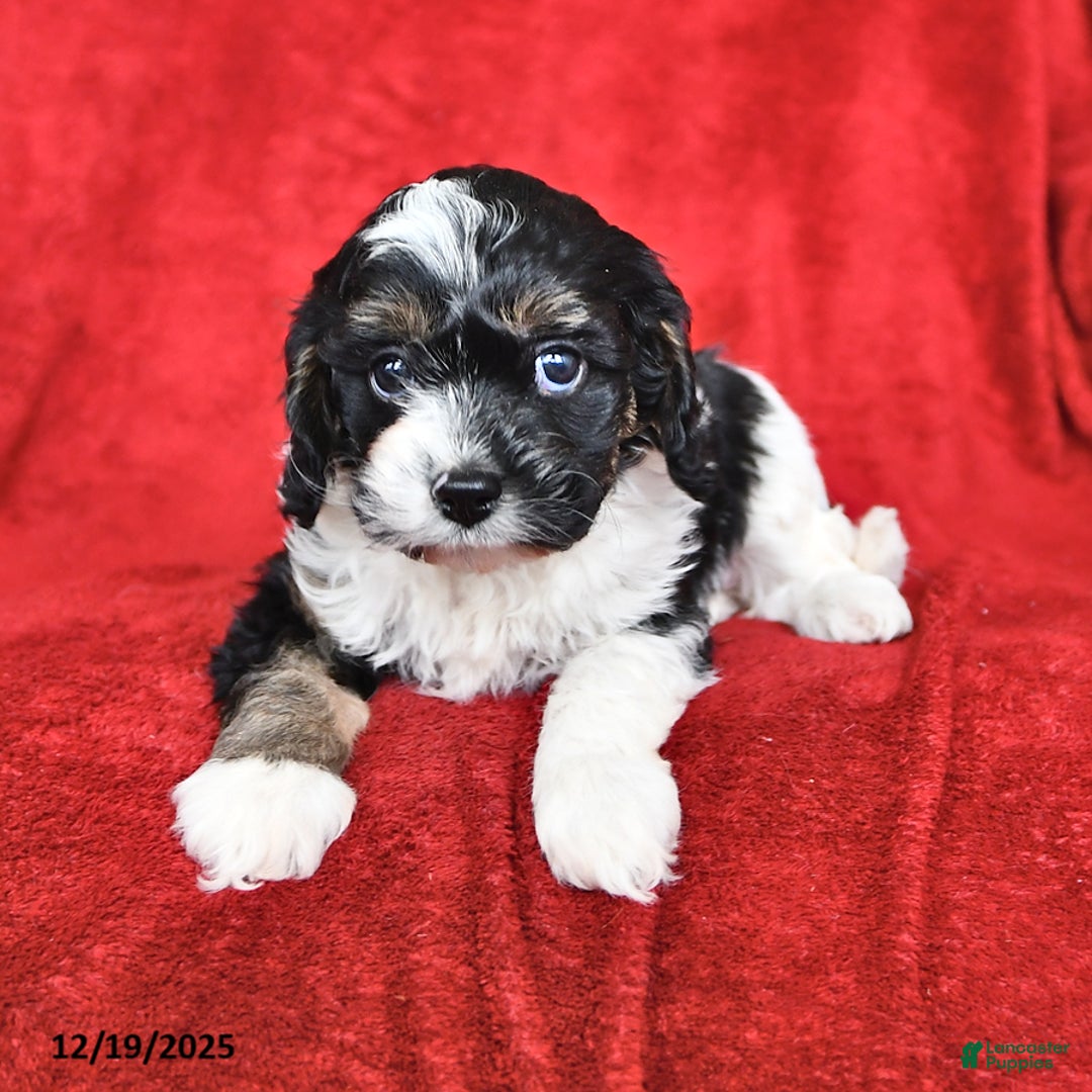 Cavapoo dogs for sale: Gracie - Ad 3