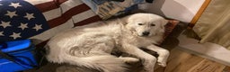 Great Pyrenees dogs for sale: Great Pyrenees Female Puppy - Pink - Ad 8