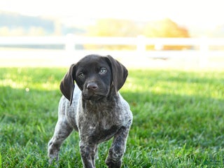German Shorthaired Pointer dogs - Ad 16