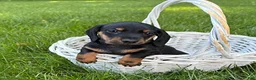 Dachshund dogs for sale: Flint - Ad 3