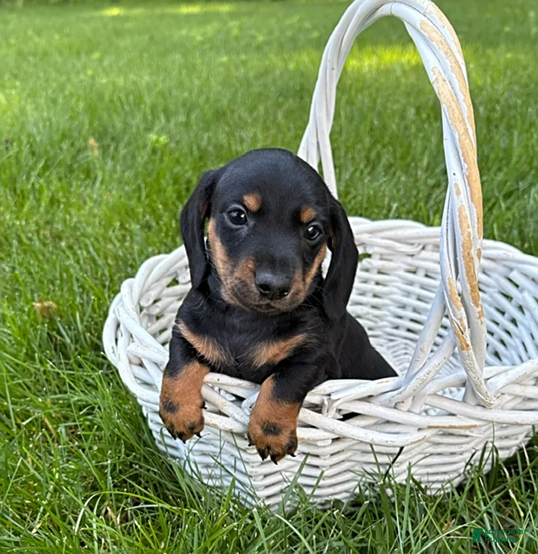 Dachshund dogs for sale: Flint - Ad 3
