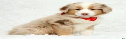 Australian Shepherd dogs for sale: Rhett - Ad 4