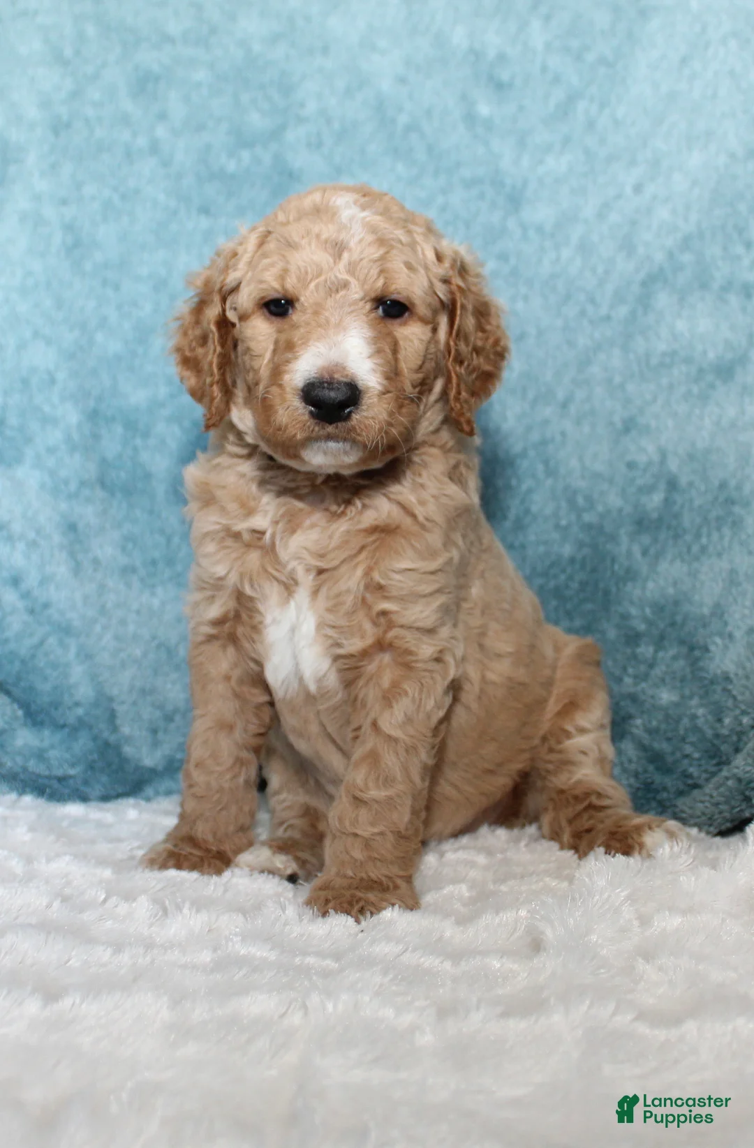 Goldendoodle dogs for sale: Shay - Ad 1