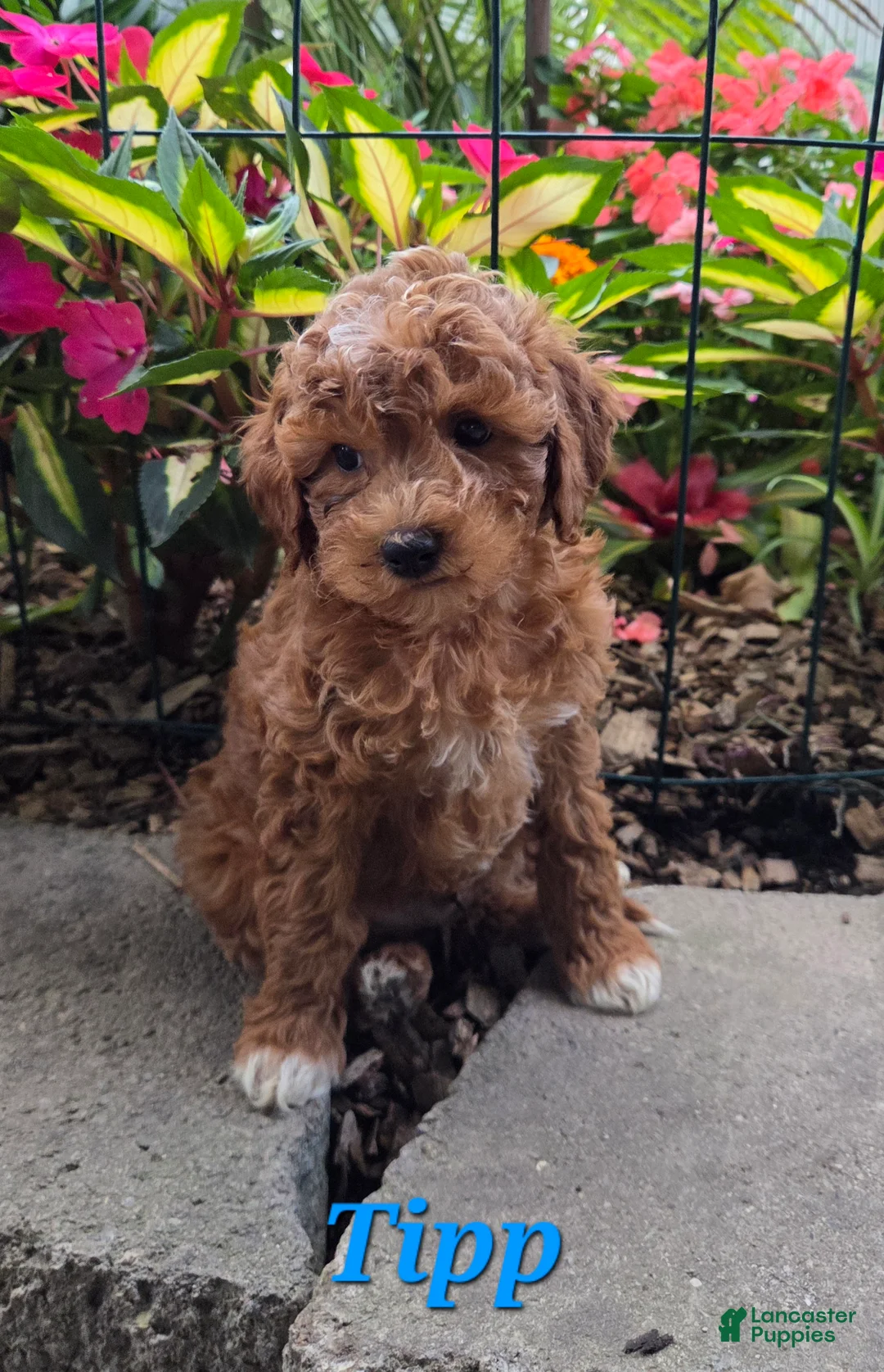 Cavapoo dogs for sale: Tipp - Ad 1