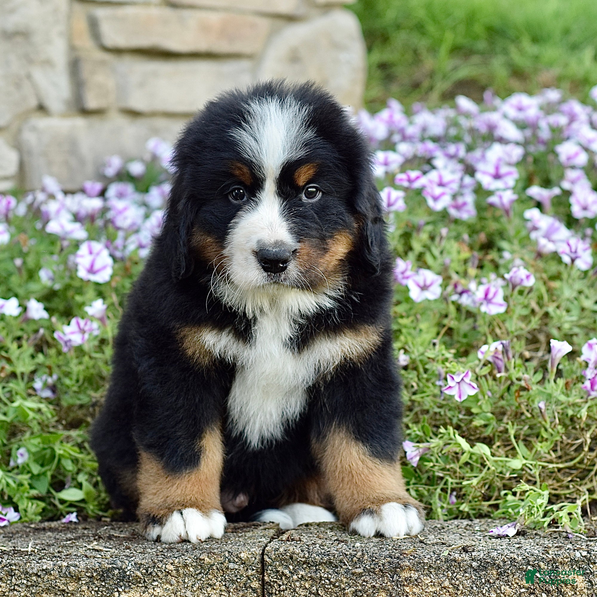 Bernese Mountain Dog dogs Mr. Billy - Ad 2