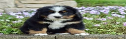 Bernese Mountain Dog dogs for sale: Mr. Billy - Ad 2