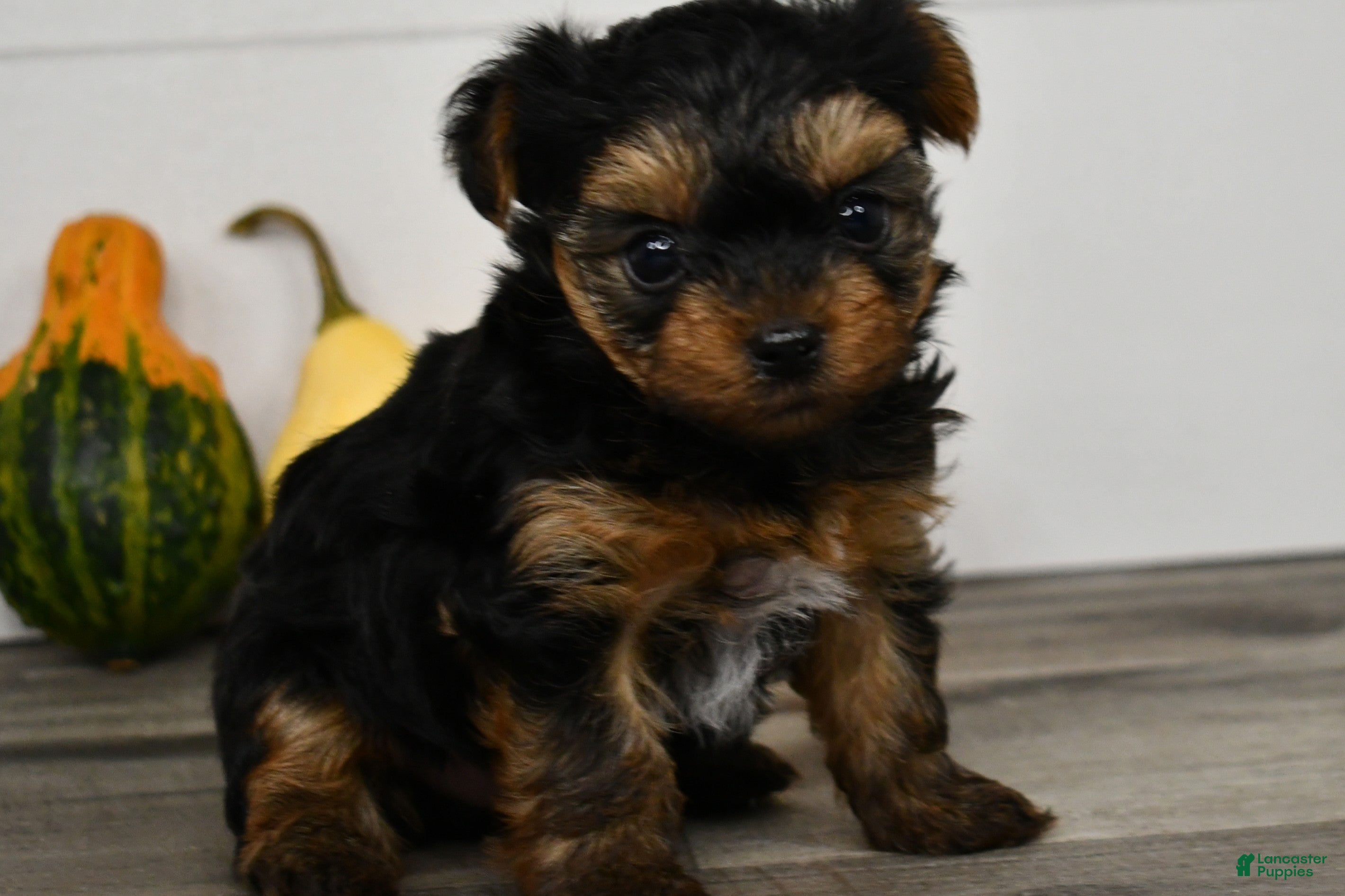 Yorkshire Terrier dogs Axle - Ad 1