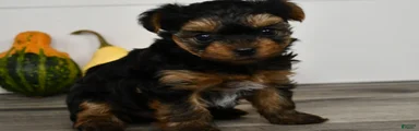 Axle