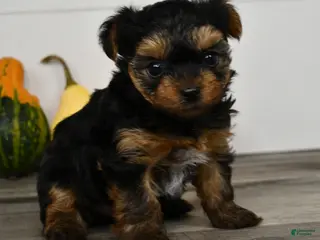 Yorkshire Terrier dogs Axle - Ad 1