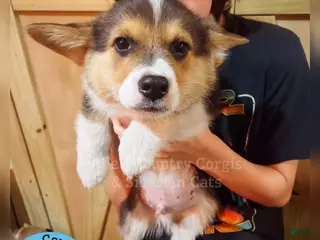 Welsh Corgi Pembroke dogs Welsh Corgi Pembroke Puppy 1 - Ad 1