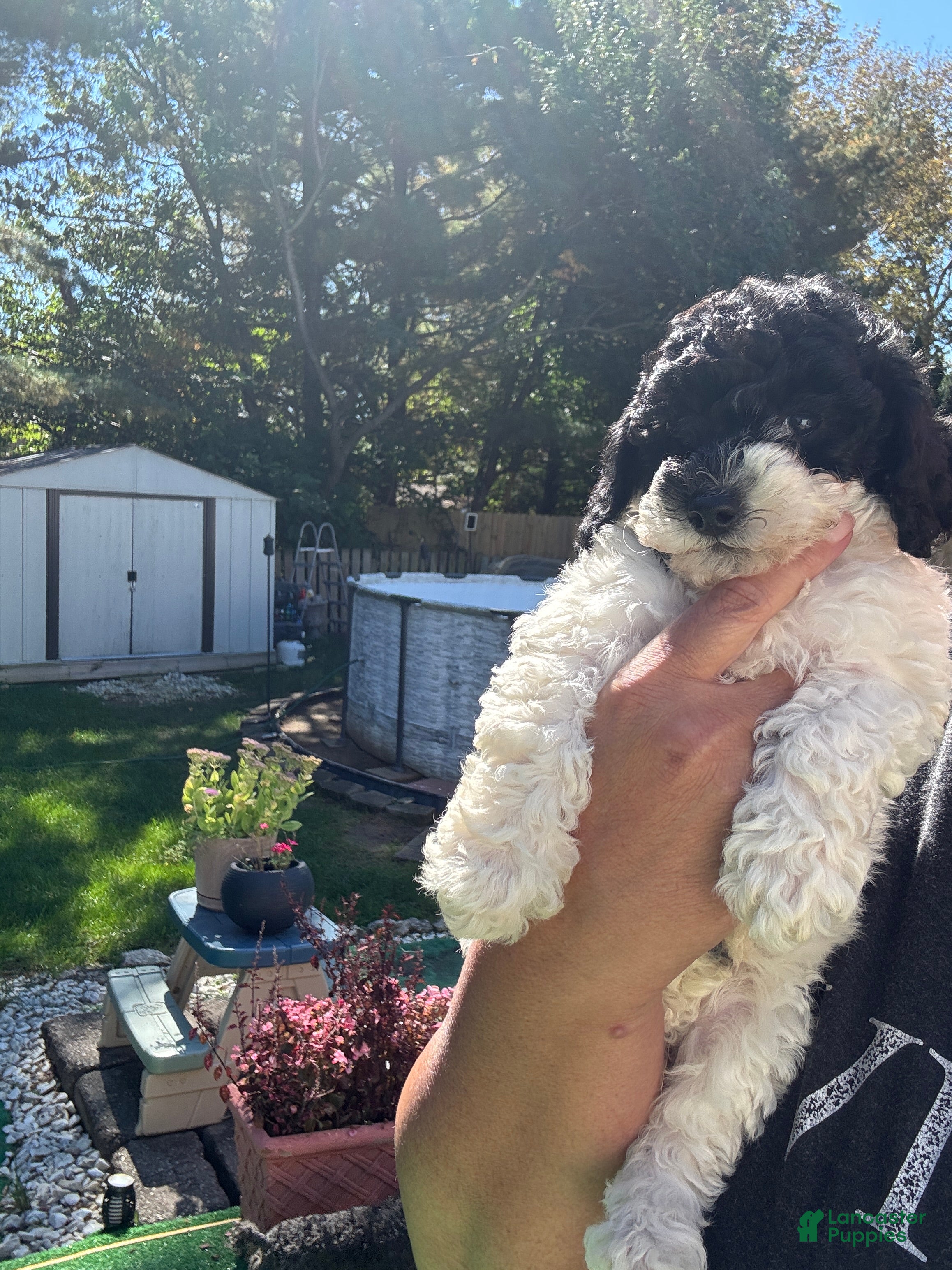 Toy Poodle dogs Pepper - Ad 1