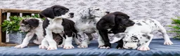 Great Dane dogs for sale: Kelsey - Ad 16
