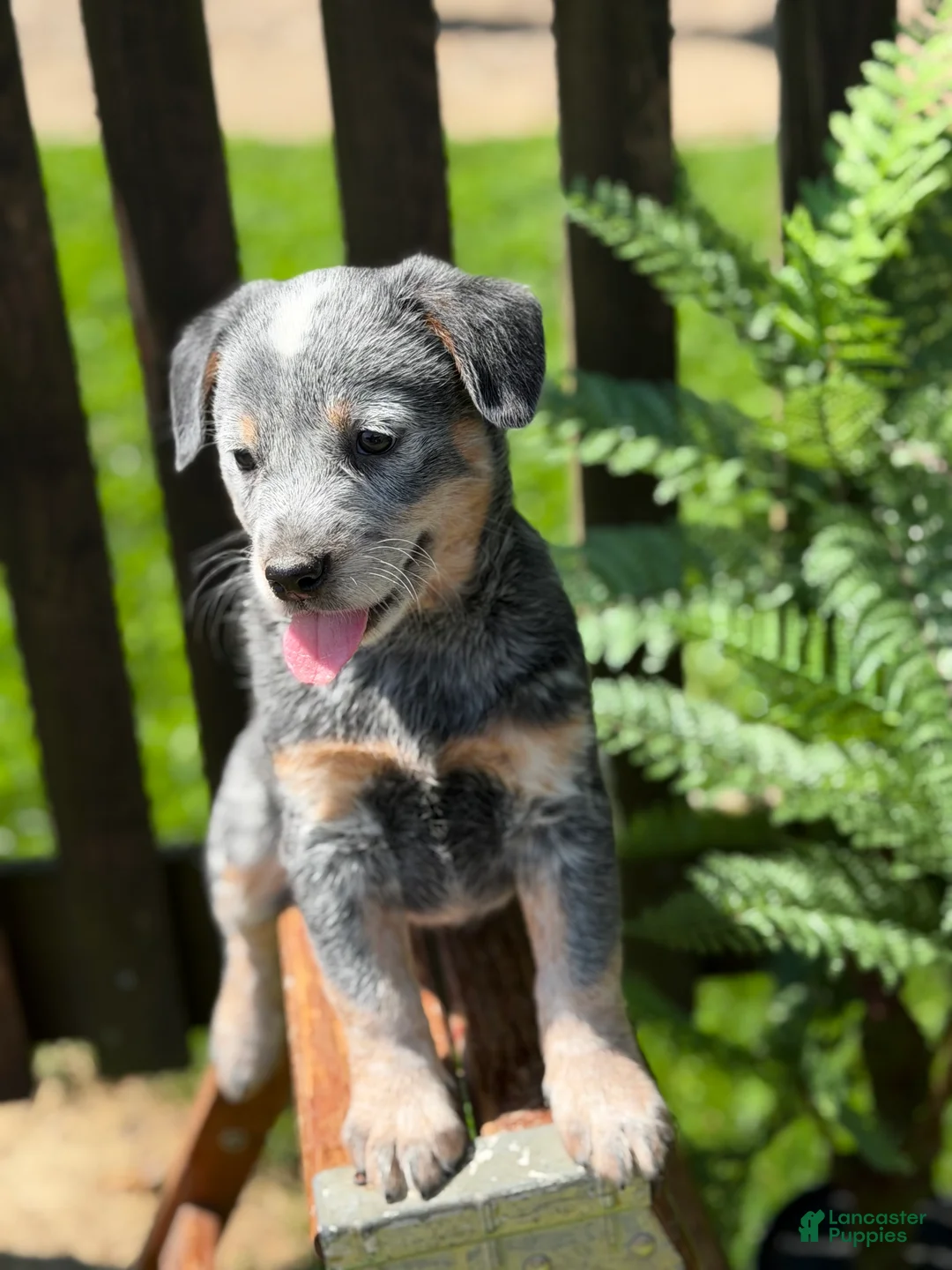 Australian Cattle Dog dogs for sale: Bailey  - Ad 1