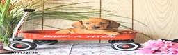Miniature Dachshund dogs for sale: Oscar - Ad 2