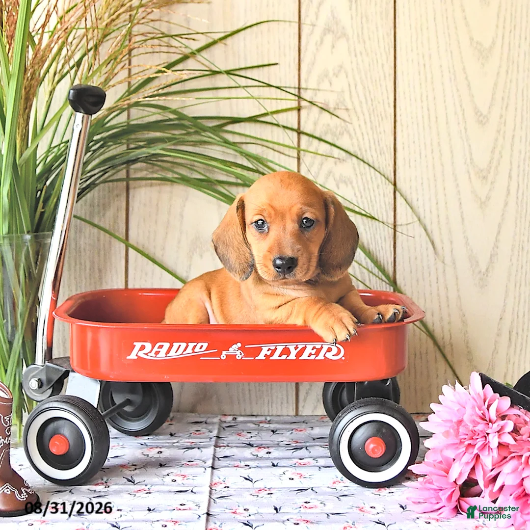 Miniature Dachshund dogs for sale: Oscar - Ad 2