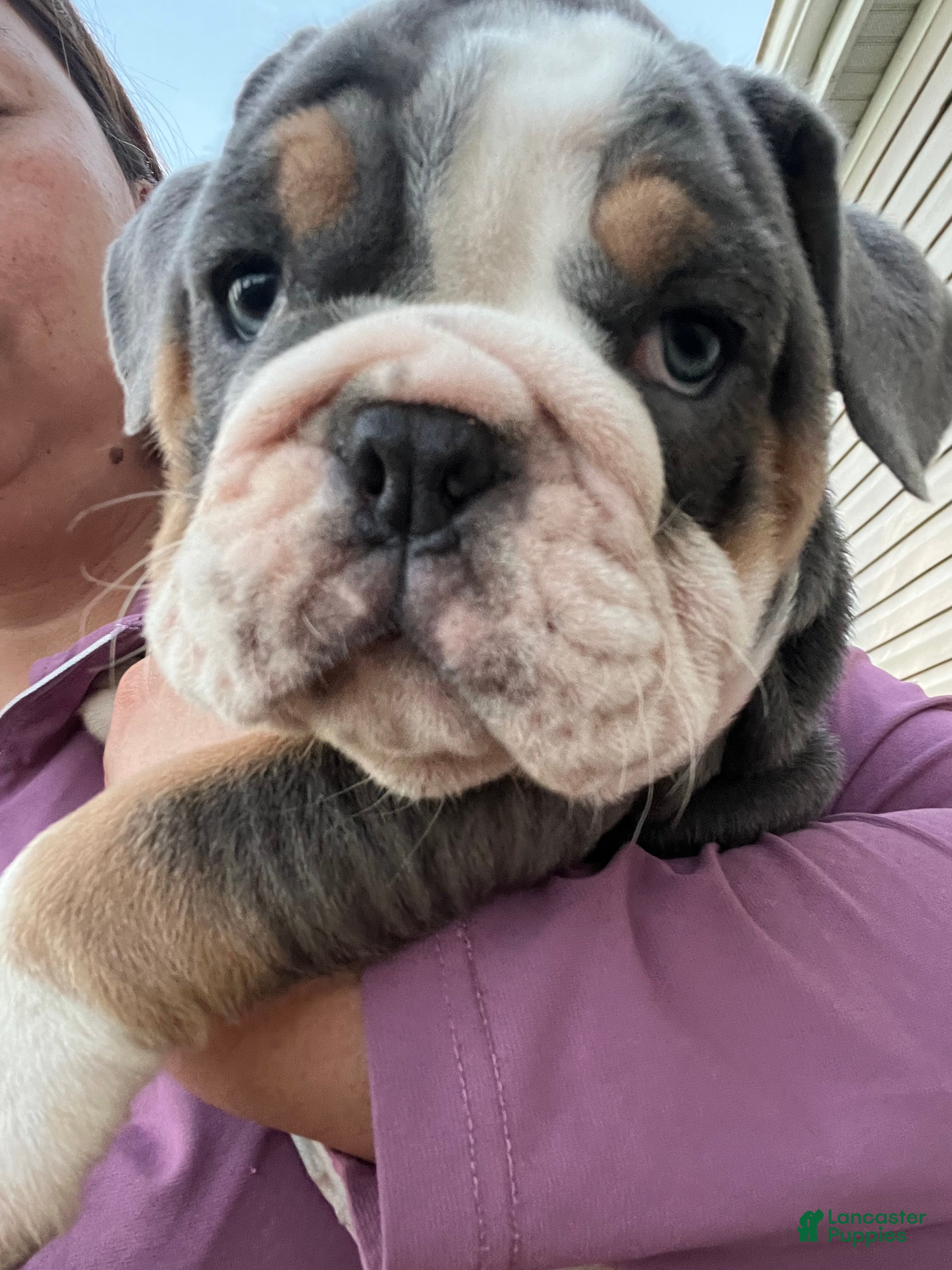 English Bulldog Puppy 1