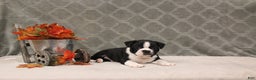 Boston Terrier dogs for sale: Morris - Ad 7