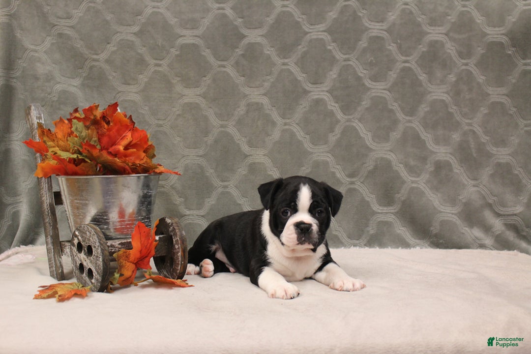 Boston Terrier dogs for sale: Morris - Ad 7