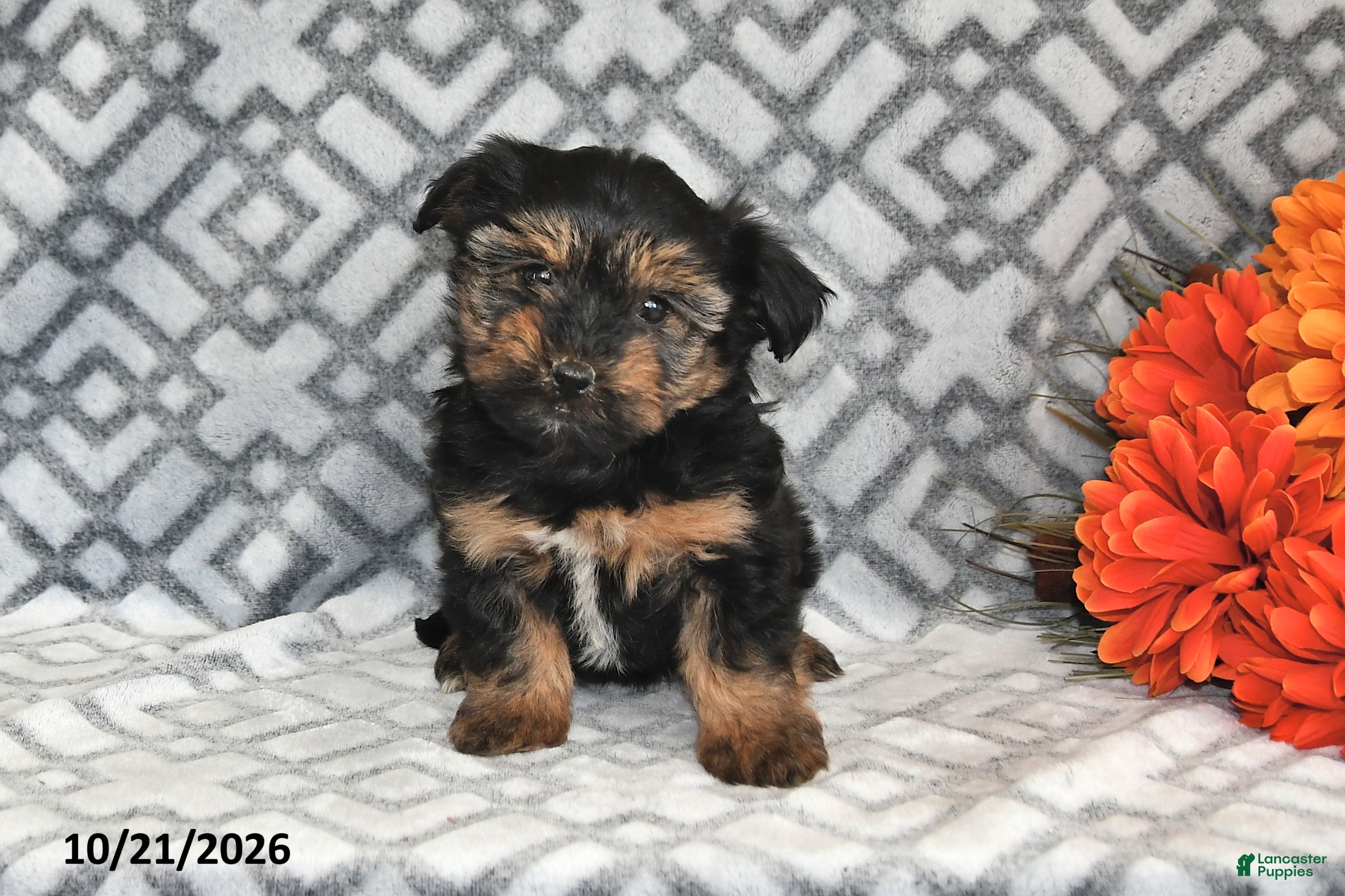 Yorkiepoo dogs Maggie - Ad 1