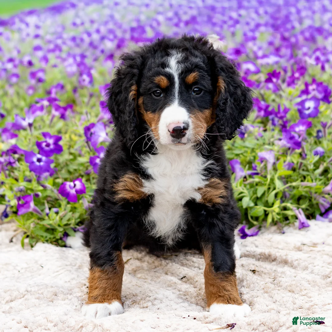 Mini Bernedoodle dogs for sale: Dahlia - Ad 1